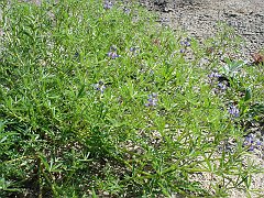 lupinus bicolor